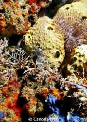 "Find ME" Sea Horse at crash Boat Beach piers. olympus EP... by Carlos Pérez 
